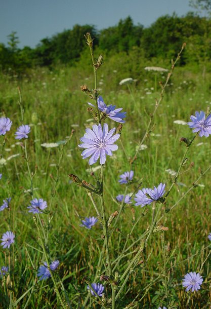  Image name: cicoria selvatica2.jpg 
 width: 417 pixel 
 height: 610 pixel 
 Size: 71544 bytes 
 Click to enlarge 